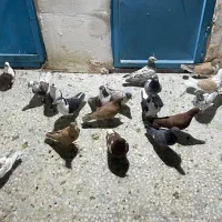 کبوتر رنگی|پرنده|قم, انصار‌الحسین|دیوار