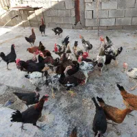خروس