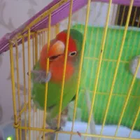 کوتوله برزیلی فیشر