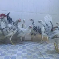 ۱۲عدد نیمچه مرغ وخروس گلین  ملاصانی
