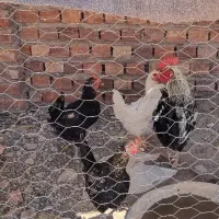 مرغ گلین