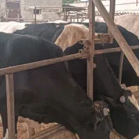 گوساله