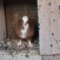 کبوتر|پرنده|بناب, |دیوار