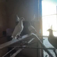 کبوتر یهودی وهومر|پرنده|ترکمانچای, |دیوار