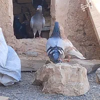 کفتر|پرنده|زاوه, |دیوار