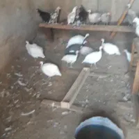 مرغ گلین مرغ شاخدار