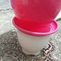گلدان رنگی|گل و گیاه طبیعی|تهران, خانی آباد نو جنوبی|دیوار