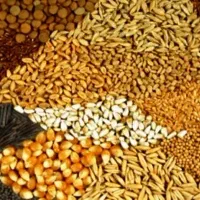 فروش خوراک دام و نهاده