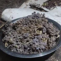 کشمش|خوردنی و آشامیدنی|قزوین, |دیوار