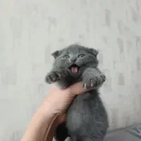 گربه اسکاتیش دختر