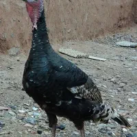 خروس بوقلمون جوان