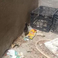 مرغ و خروس