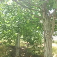 باغ گردو.۱۰۰۰متری درجادملایر.معاوضه باخودرو