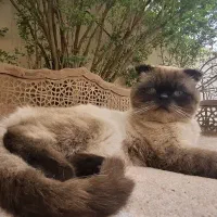 گربه اسکاتیش فولد هیمالین