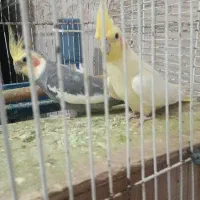 تعداد زیادی پرنده