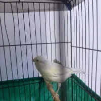 دو عدد قناری ماده و ۳ تا قفس