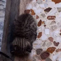 گربه