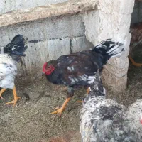 خروس محلی جوان