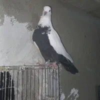 کبوتر طوقی|پرنده|دلبران, |دیوار