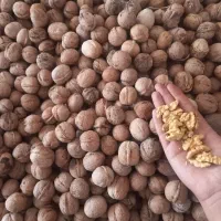 گردو|خوردنی و آشامیدنی|سقز, |دیوار