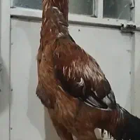 دوتا خروس لاری ریش عتیقه دنگ بالا