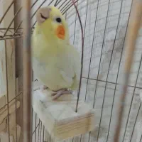 عروس هلندی ماده
