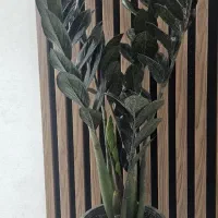 گل طبیعی زاموفیلیا