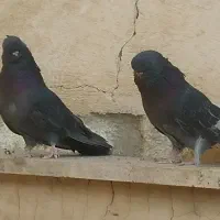 کفتر نوک قنار|پرنده|تهران, باغ خزانه|دیوار