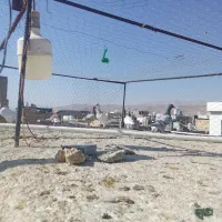 کفتر پلاکی ماده|پرنده|شیراز, قلعه نو|دیوار
