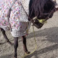 اسب یورقه|اسب و تجهیزات اسب‌سواری|سلیمان, |دیوار