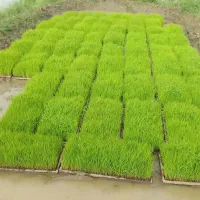 باکس توم نشا هاشمی شفت