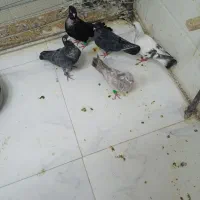 کبوتر جفتگاه