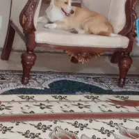 سگ آپارتمانی کاملا رایگان