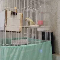 طوطی برزیلی با دوتا جوجه دو هفته ای|پرنده|پردیس, فاز ۴|دیوار