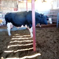 گوساله نر|حیوانات مزرعه|ایوان, |دیوار