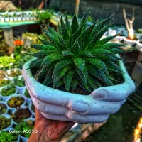 گل گیاه کاکتوس ساکولنت