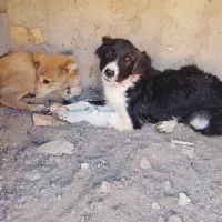 سگ قدر جونی .خراسانی ماده