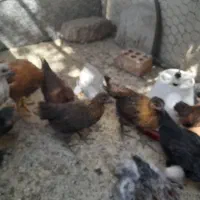 فروش تعدادی مرغ و خروس نژاد دار