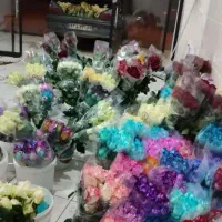 پخش عمده گل رز هلندی