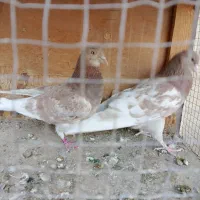 کبوتر.کفتر|پرنده|ری, شهادت|دیوار