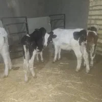 ماشین گوساله