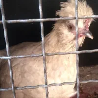 مرغ کاکلی، نژاد پولیش