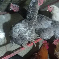 فروش دومرغ لاری اصل رنگ استثنا|حیوانات مزرعه|بانه, |دیوار