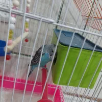 دوجفت مرغ عشق بالغ تخم گذار|پرنده|لنجان, |دیوار