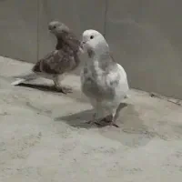 کبوتر روز گاری