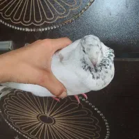 کبوتر ماده