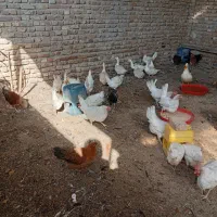 فروش اوردک معمولی نمچه سه ماهه وخروس