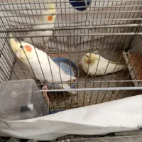 طوطی عروس لوتینو|پرنده|نظرآباد, رسالت|دیوار