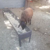 بره افشاری ماده عالی درجه یک|حیوانات مزرعه|صحنه, |دیوار