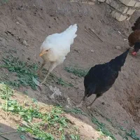 جوجه مرغ ۳ ماهه
